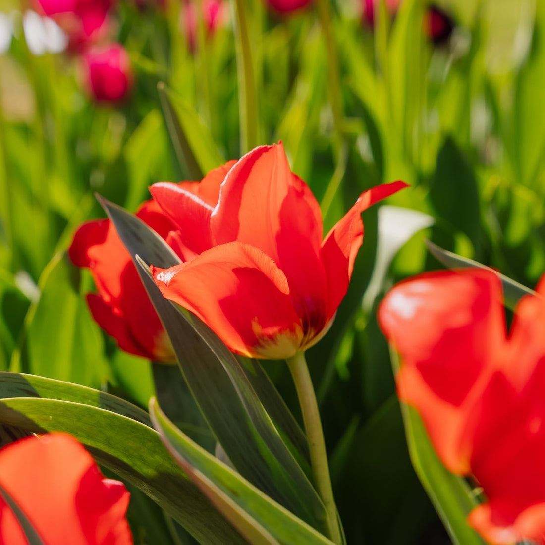 Tulpe 'Julius Caesar'