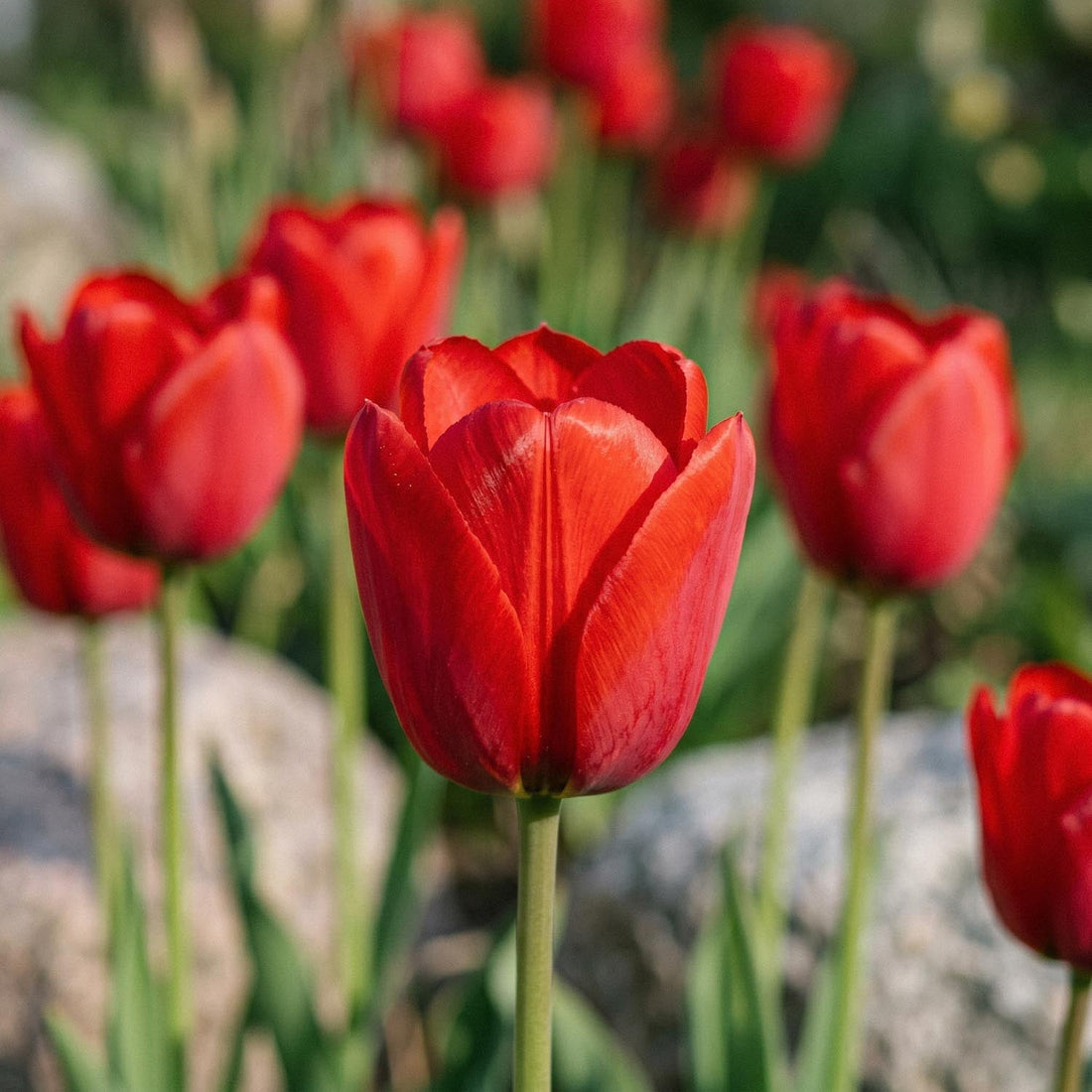 Tulpe 'Kingsblood'