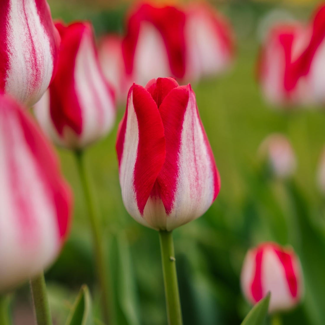 Tulpe 'Kissable'