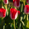 Tulpe 'Kissable'