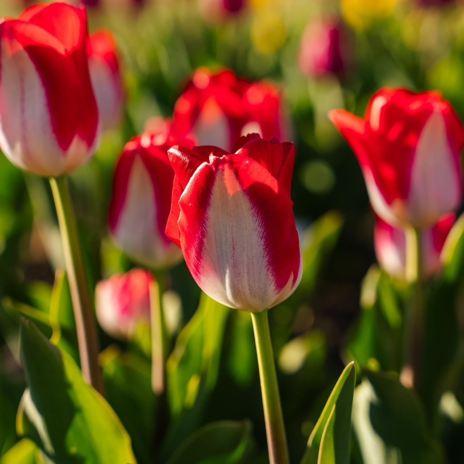 Tulpe 'Kissable'