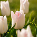Tulpe 'Kyoko Takahashi'