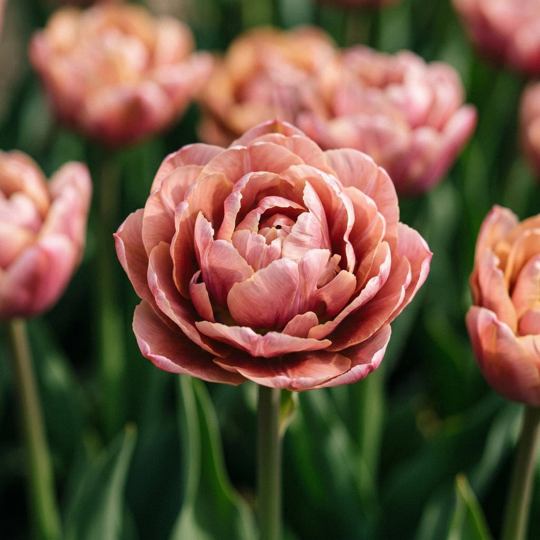 Tulpe 'La Belle Epoque'