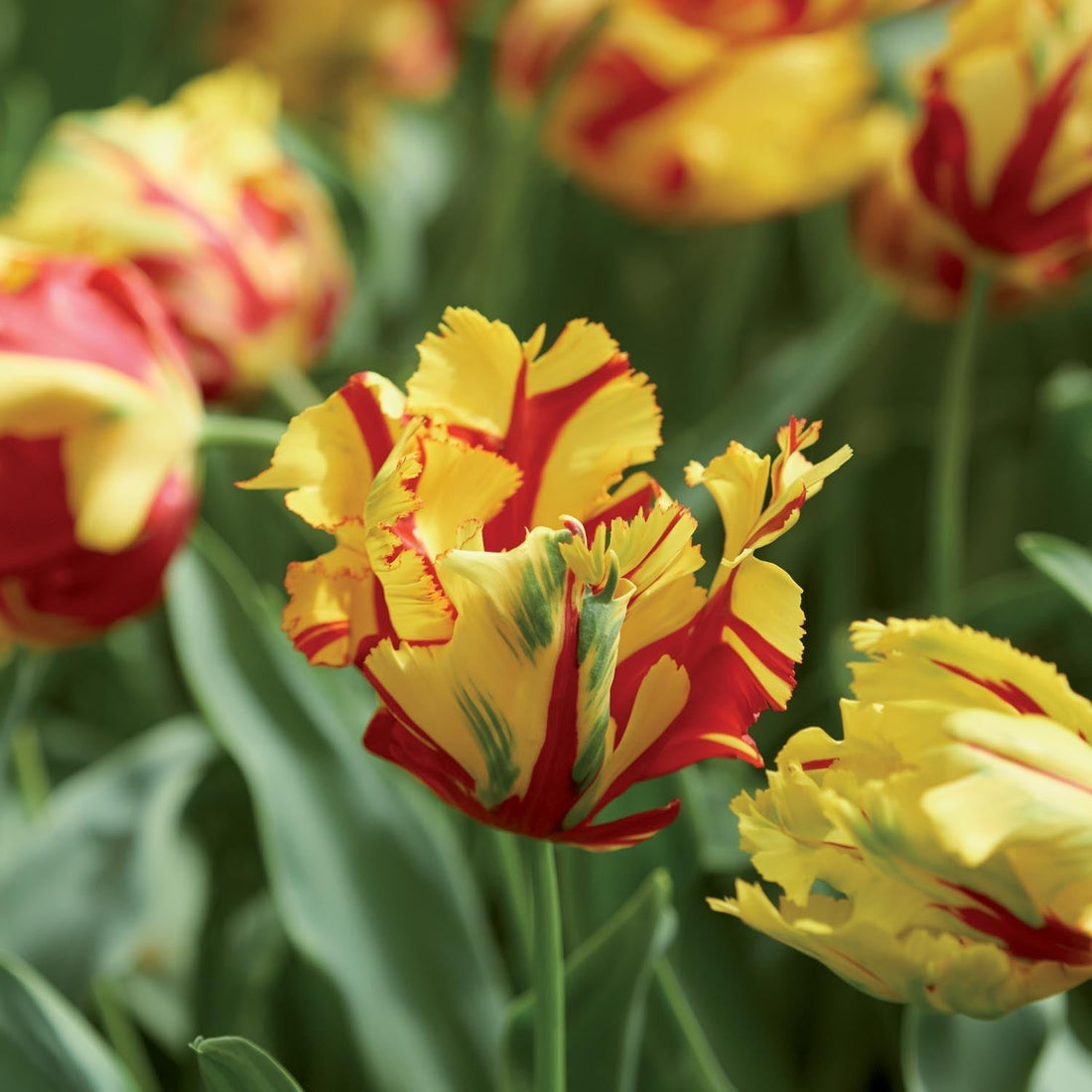 Tulpe 'La Courtine Parrot'