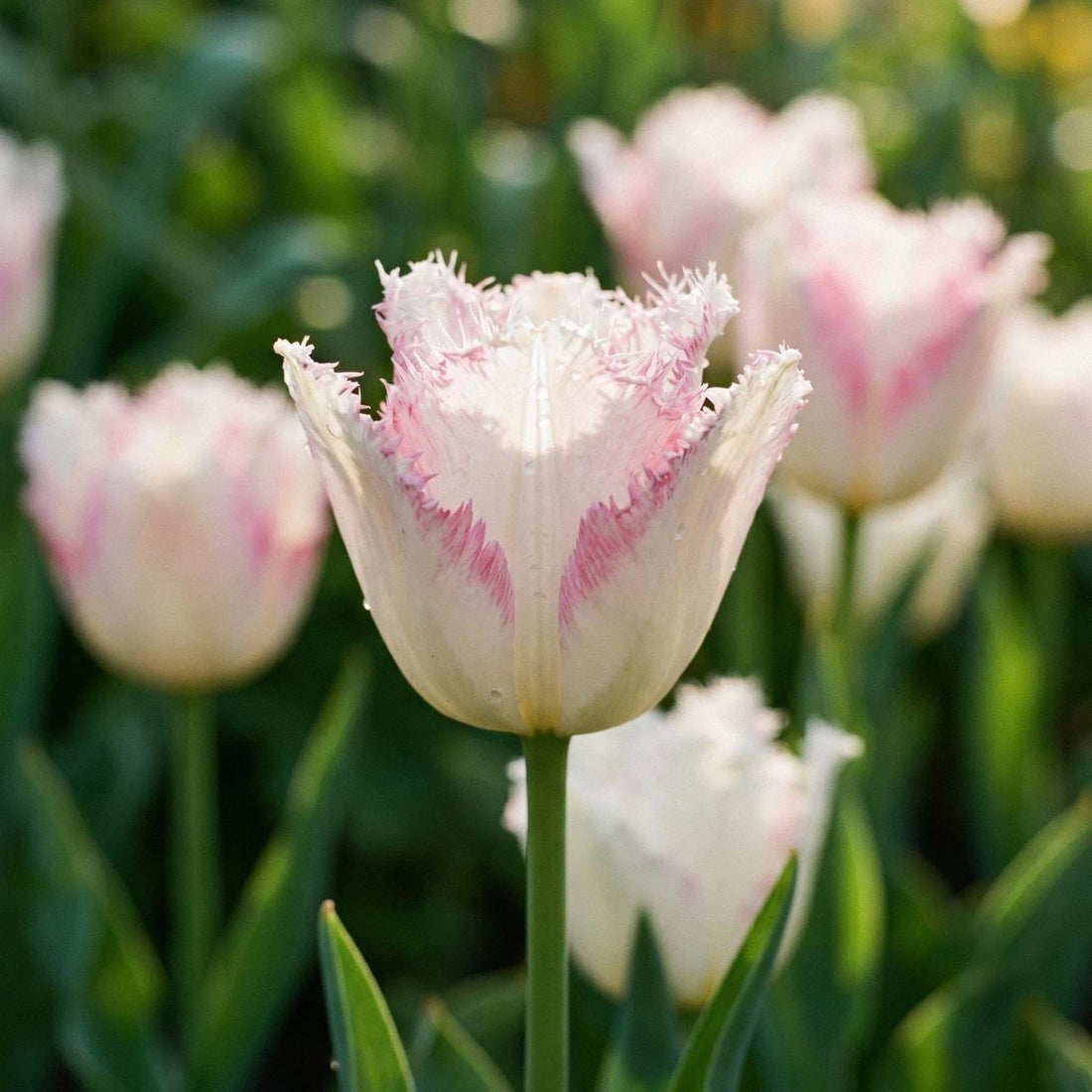 Tulpe 'Lady Smile'