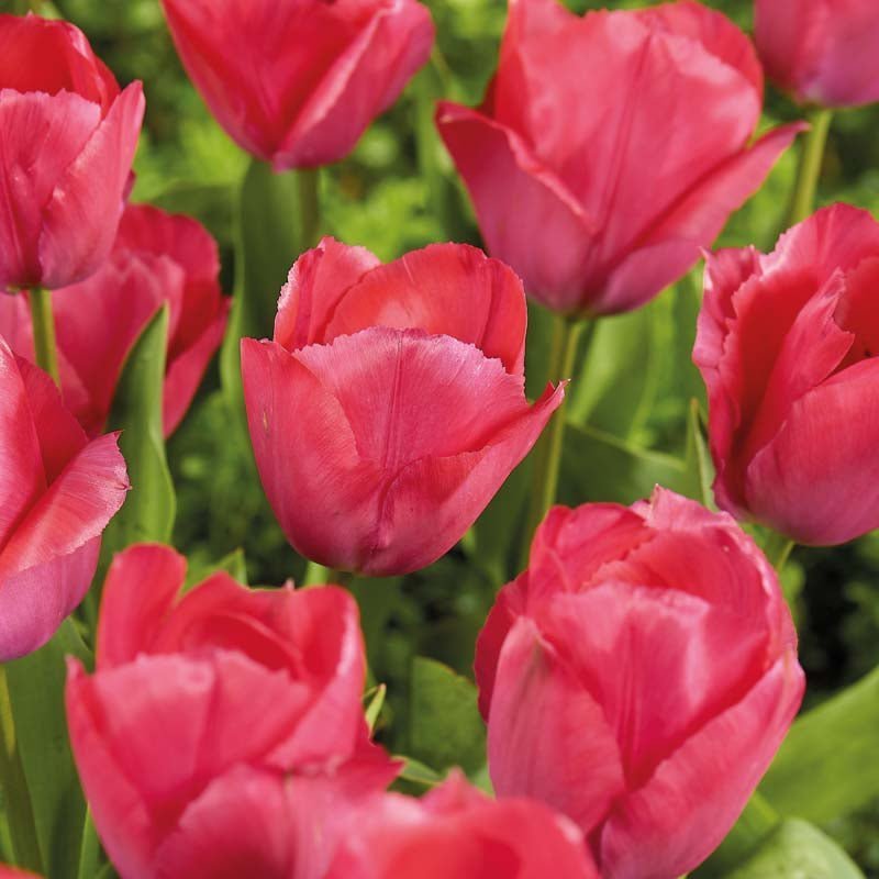 Tulpe 'Lady van Eijk'