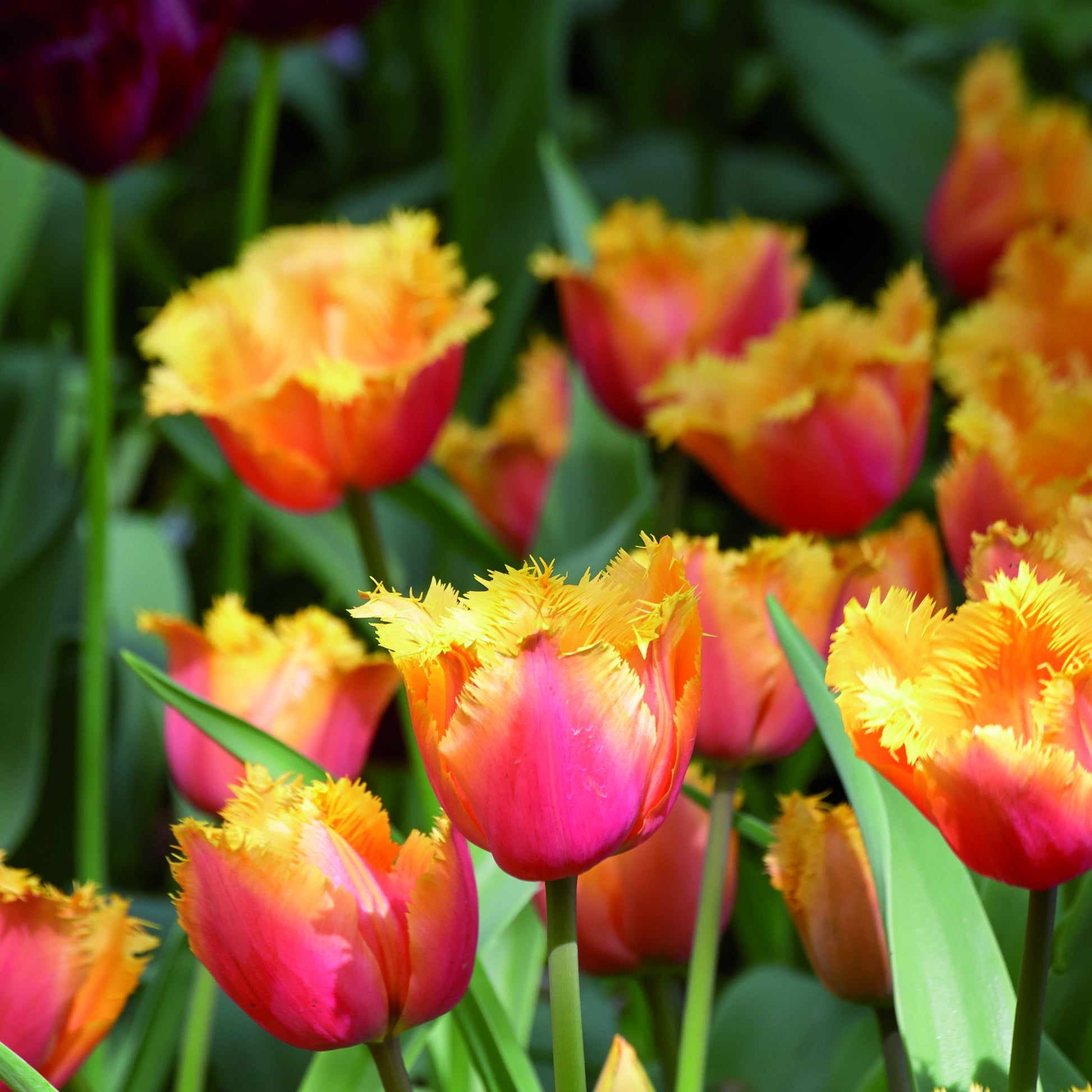 Tulpe 'Lambada'