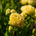 Tulpe 'Lemon Shoot'