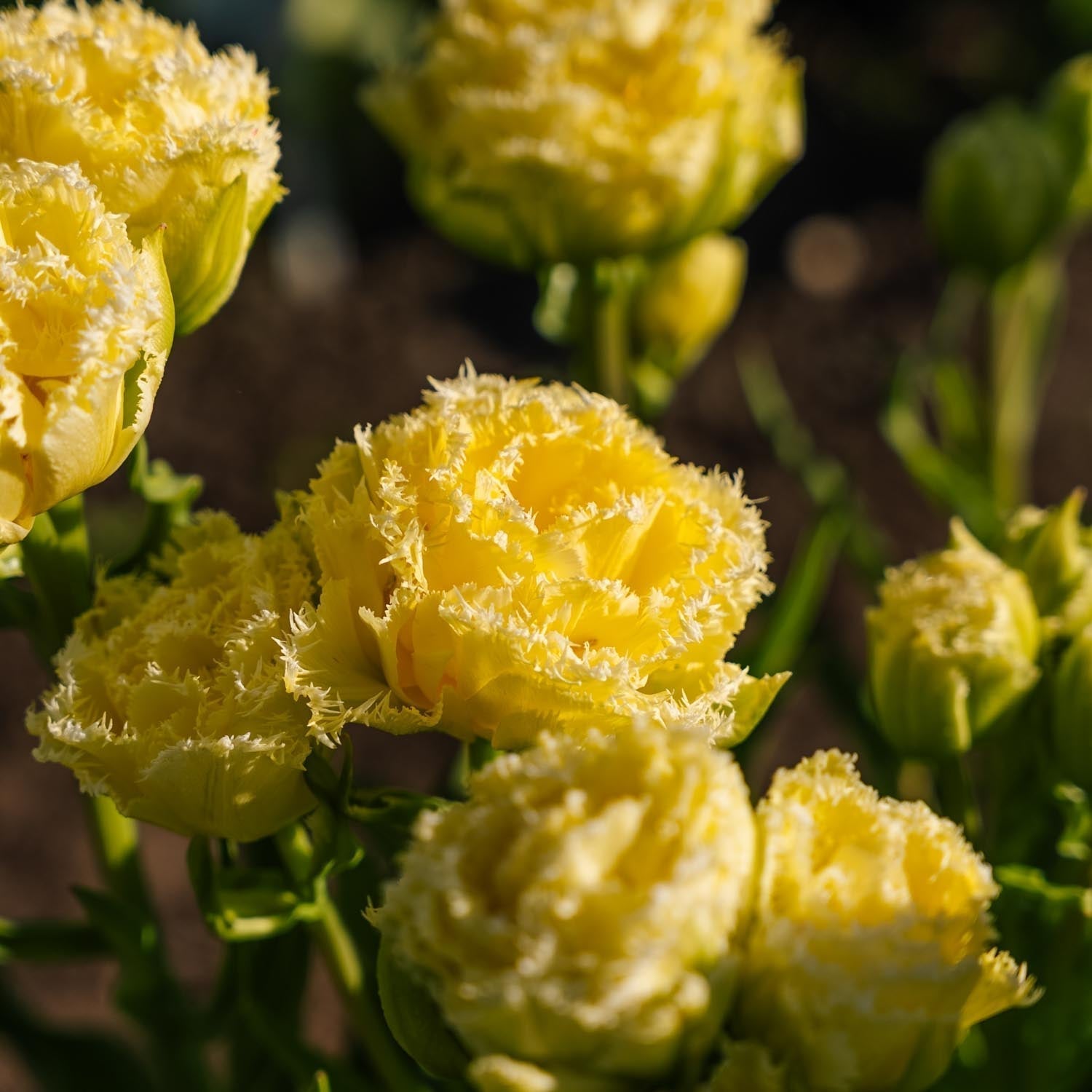 Tulpe 'Lemon Shoot'