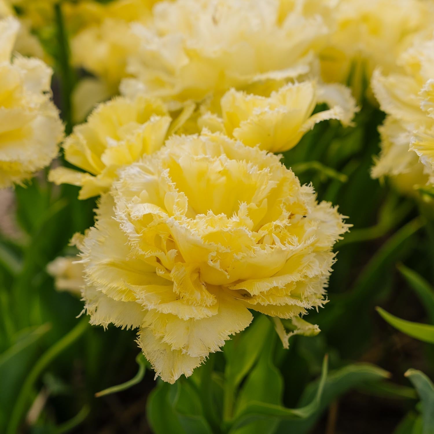 Tulpe 'Lemon Shoot'
