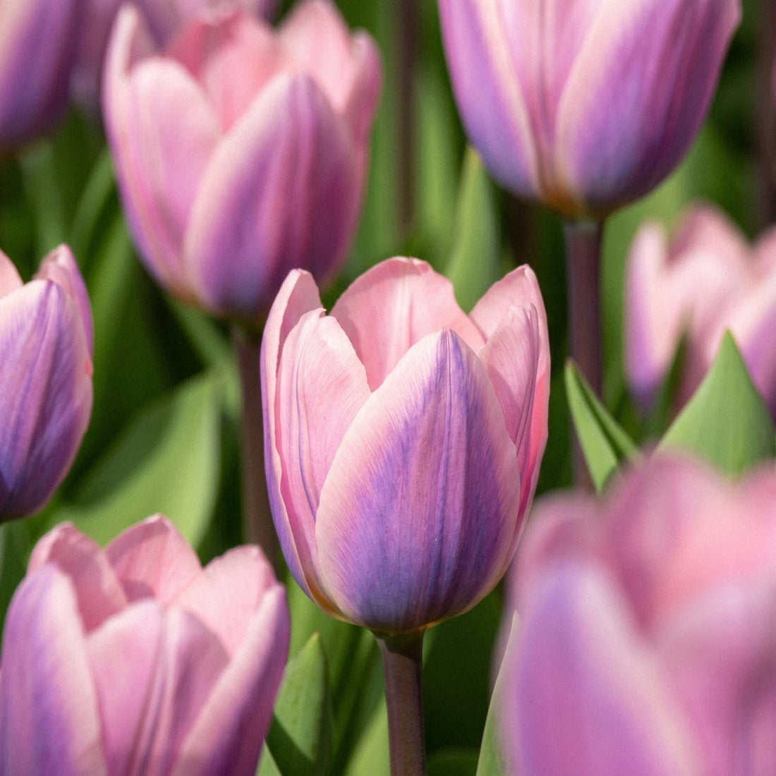 Tulpe 'Light And Dreamy'