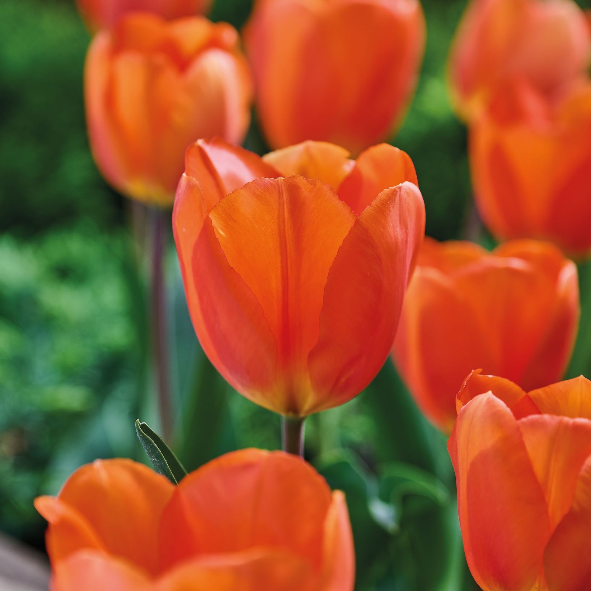 Tulpe 'Lightning Sun'