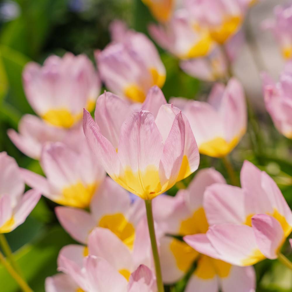 Tulpe 'Lilac Wonder'