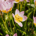 Tulpe 'Lilac Wonder'