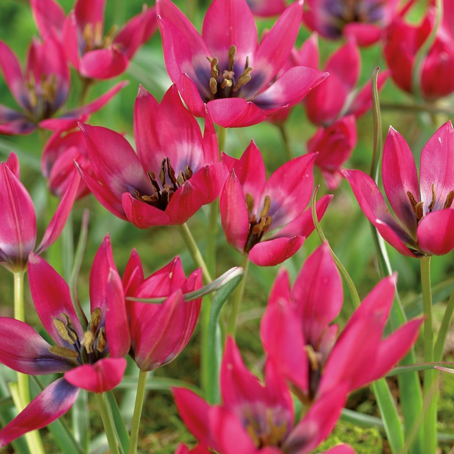 Tulpe 'Little Beauty'