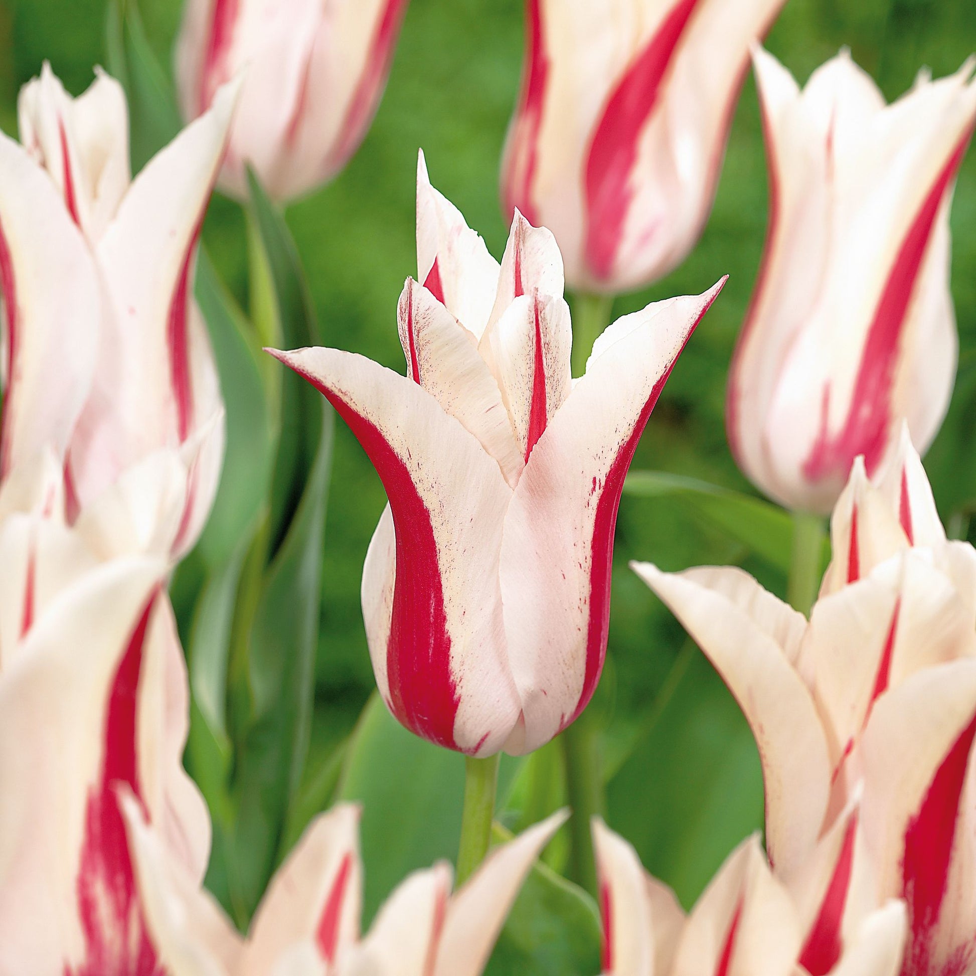 Tulpe 'Marilyn'