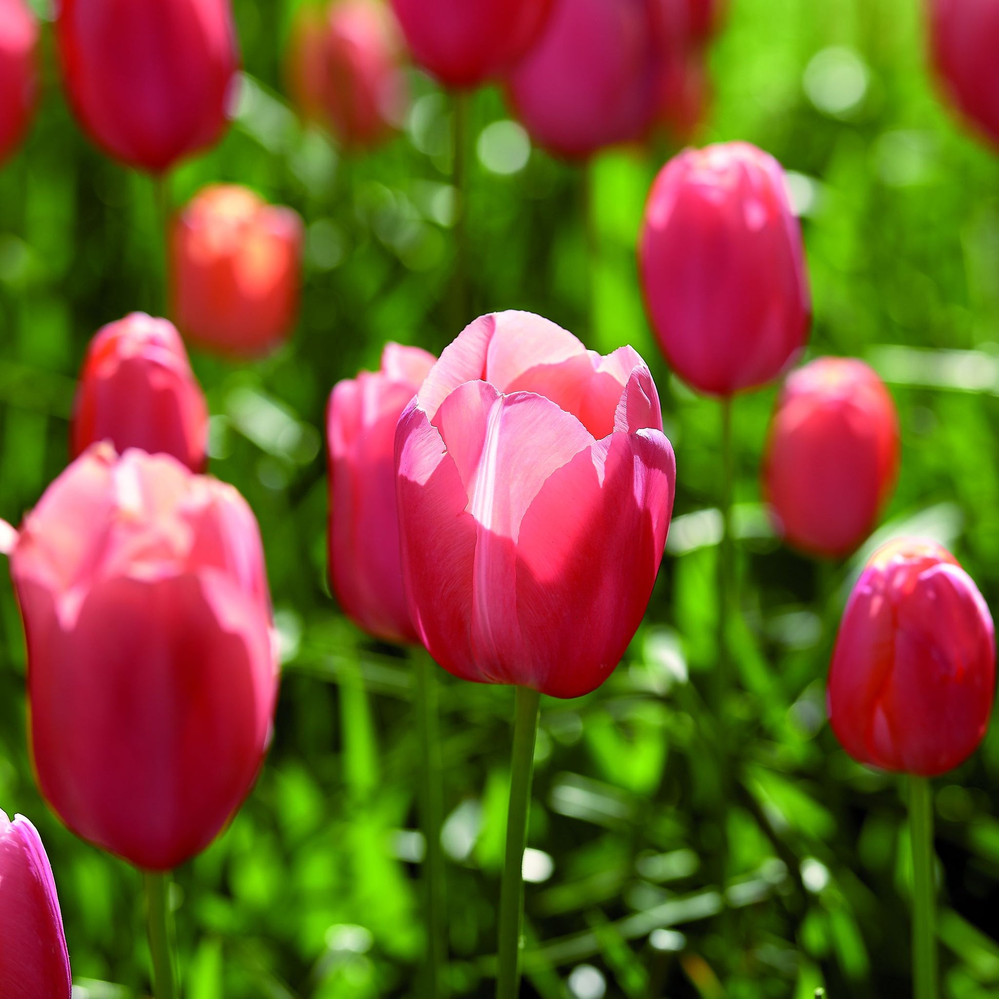 Tulpe 'Menton'