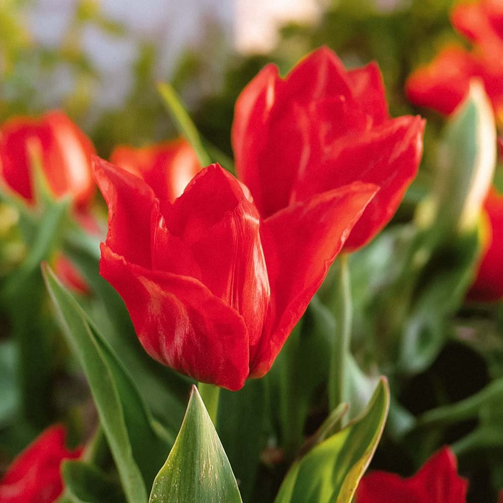 Tulpe 'Mira Mare'