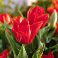 Tulpe 'Mira Mare'