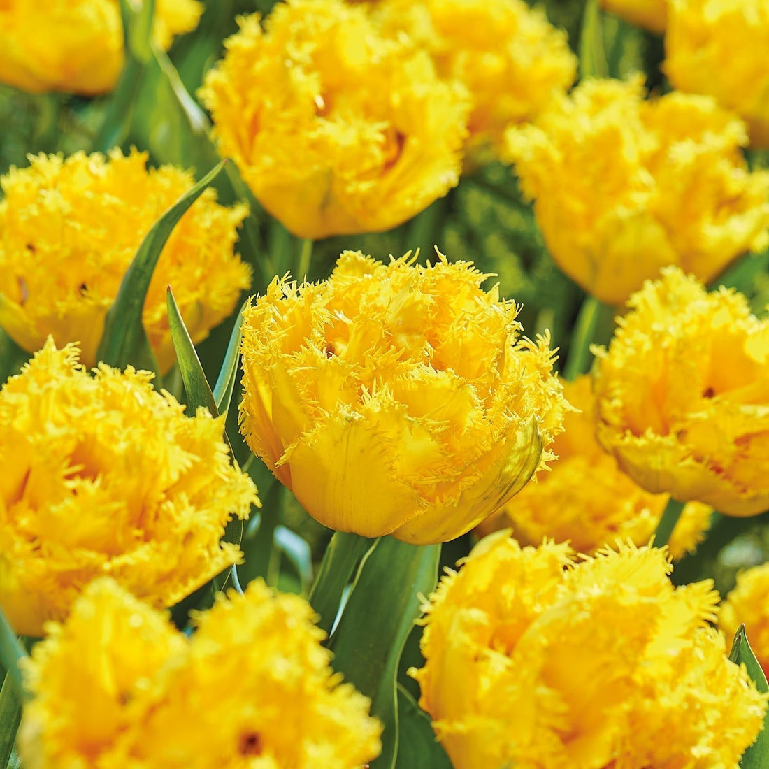Tulpe 'Mon Amour'