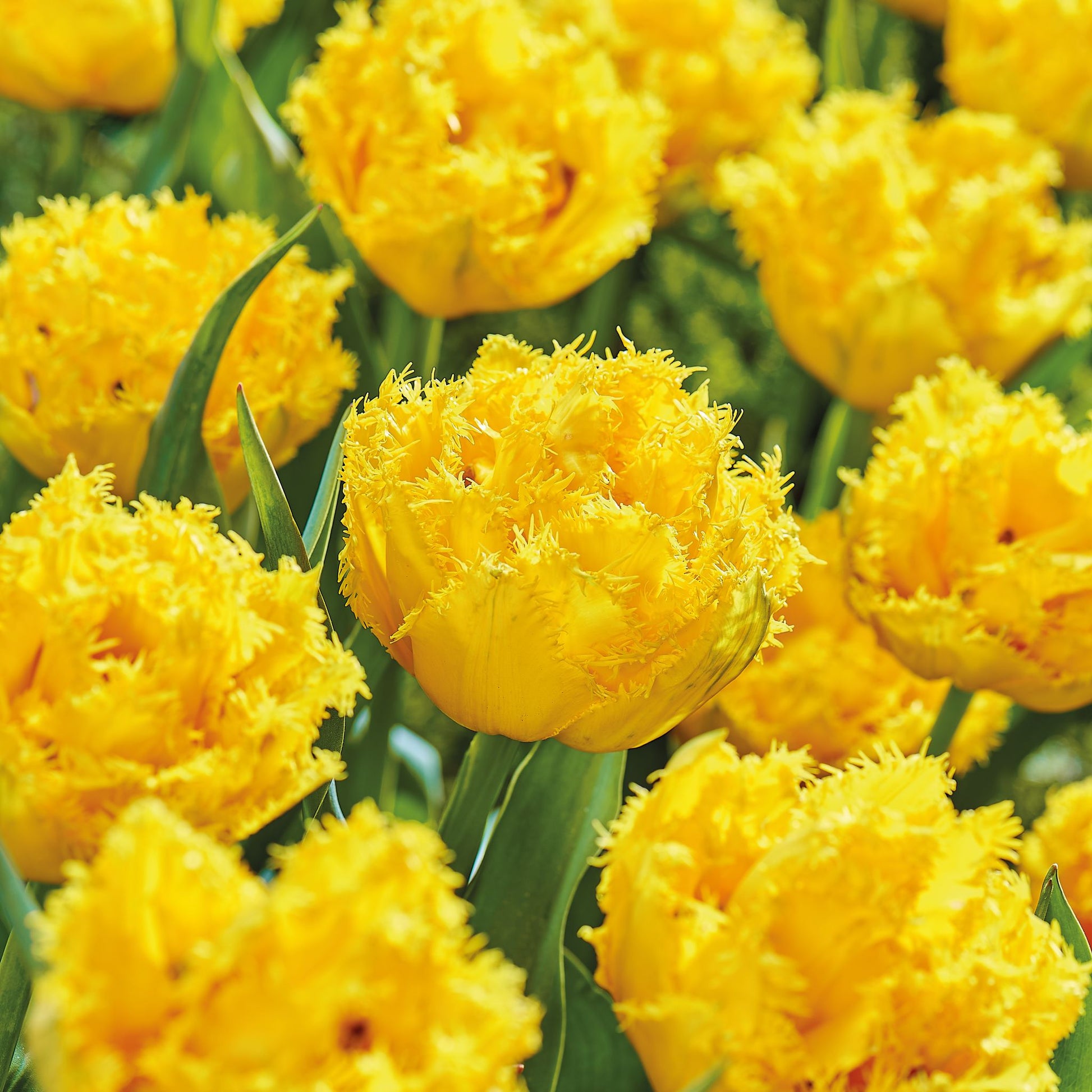 Tulpe 'Mon Amour'