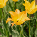 Tulpe 'Moonblush'