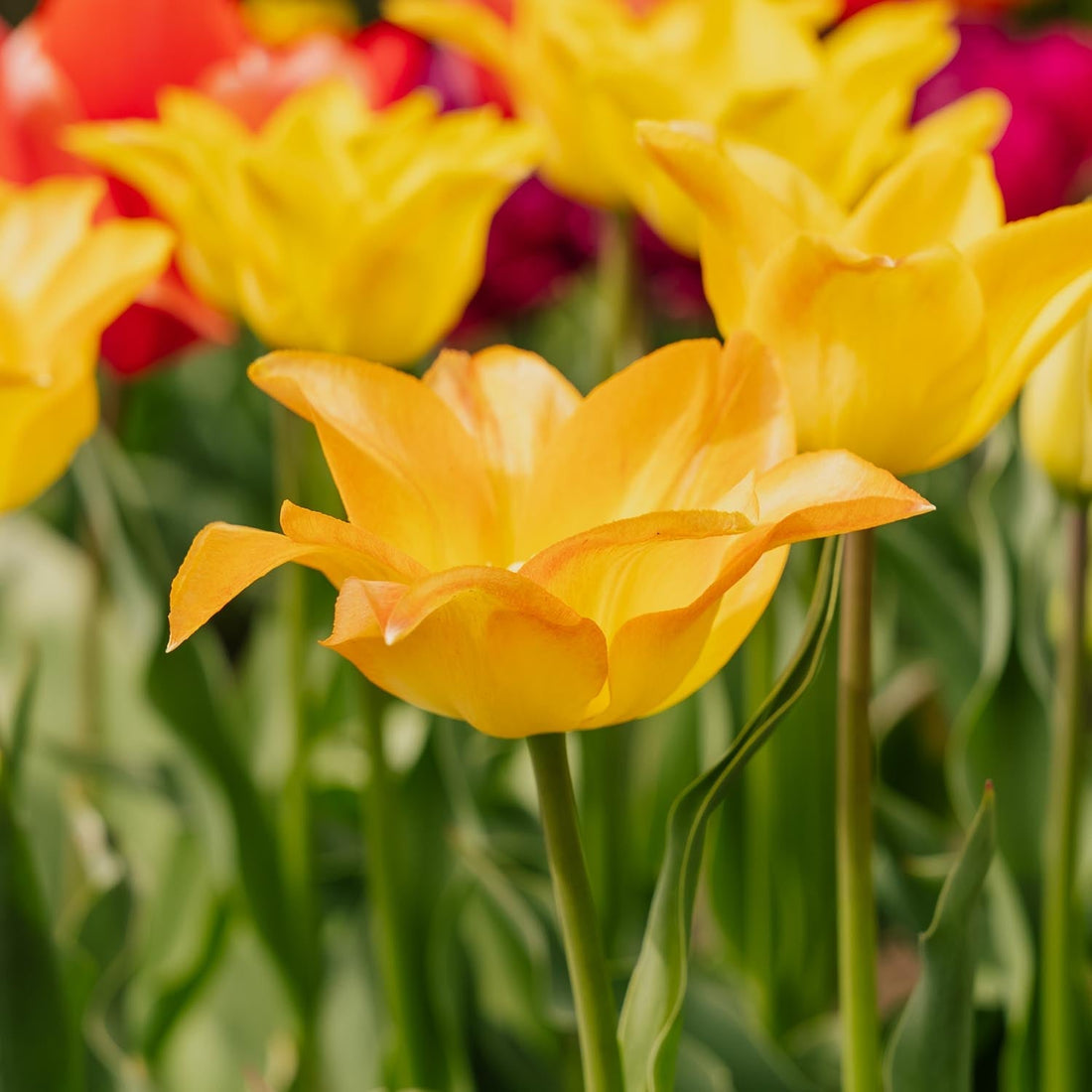 Tulpe 'Moonblush'