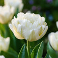 Tulpe 'Mount Tacoma'
