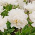 Tulpe 'Mount Tacoma'