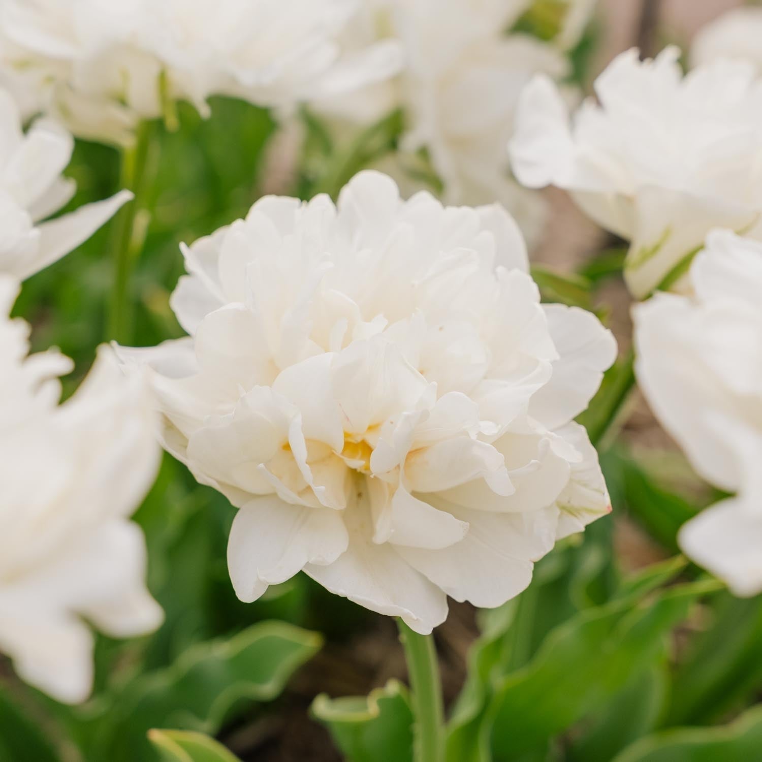 Tulpe 'Mount Tacoma'