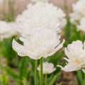 Tulpe 'Mount Tacoma'