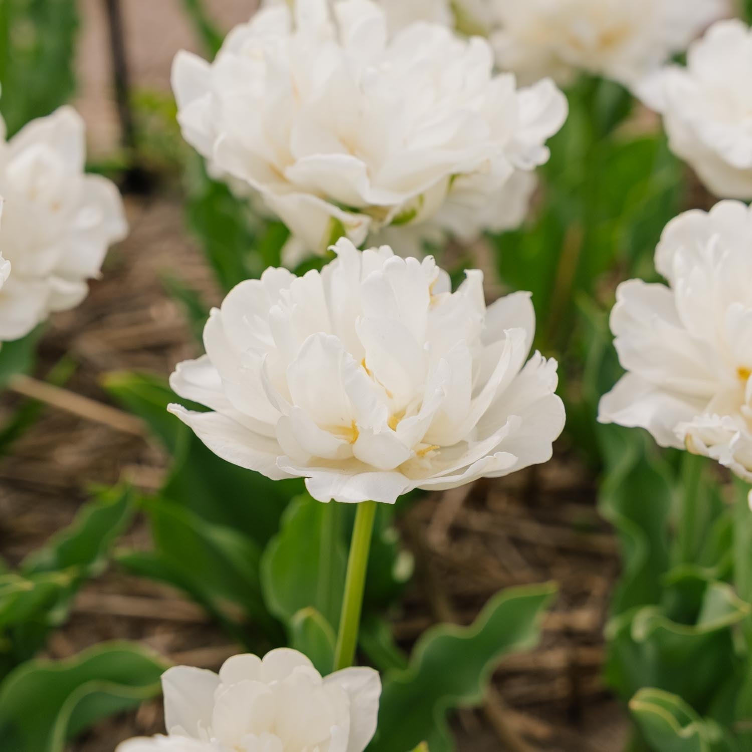 Tulpe 'Mount Tacoma'