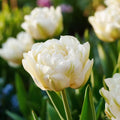 Tulpe 'Mount Tacoma'
