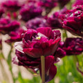 Tulpe 'Mystery Dream'