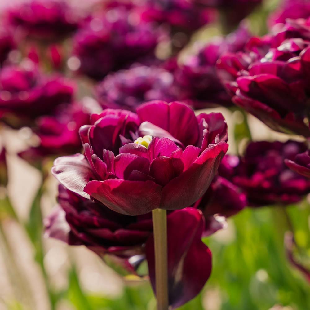 Tulpe 'Mystery Dream'