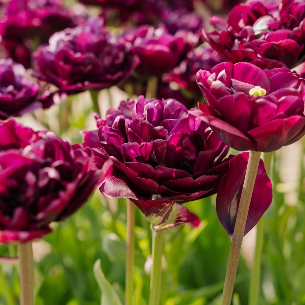 Tulpe 'Mystery Dream'