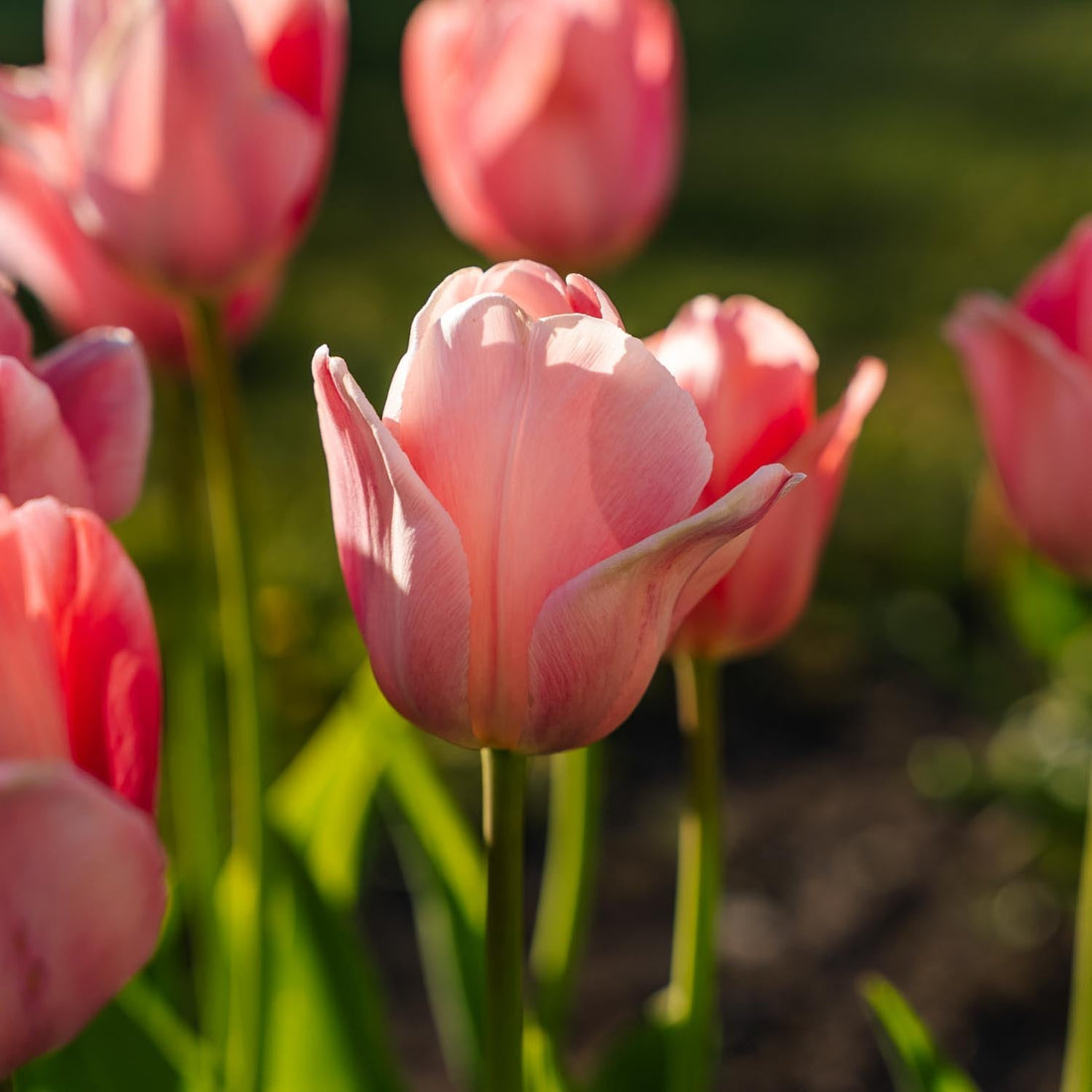 Tulpe 'Mystic van Eijk'
