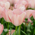 Tulpe 'Mystic van Eijk'