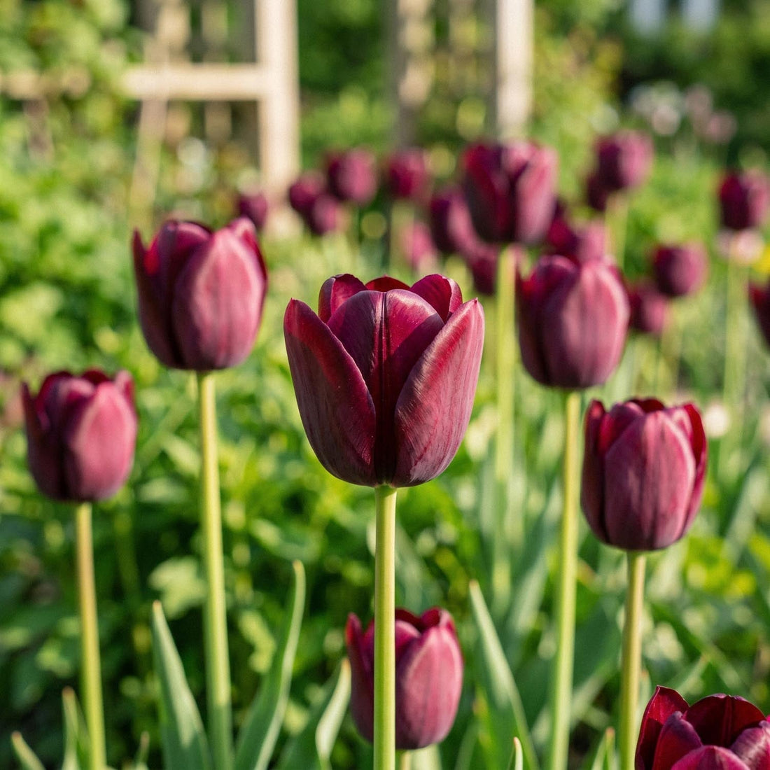 Tulpe 'National Velvet'