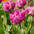 Tulpe 'Negrita Double'