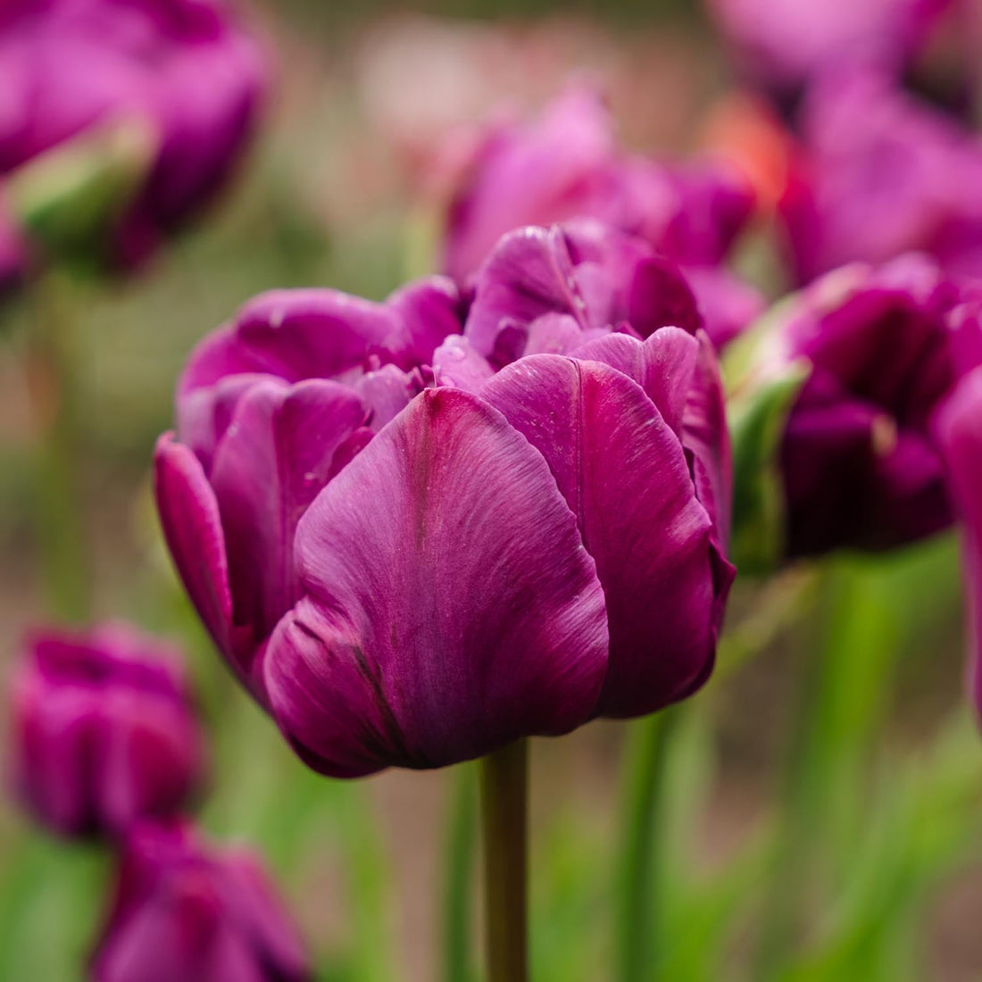 Tulpe 'Negrita Double'