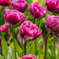Tulpe 'Negrita Double'