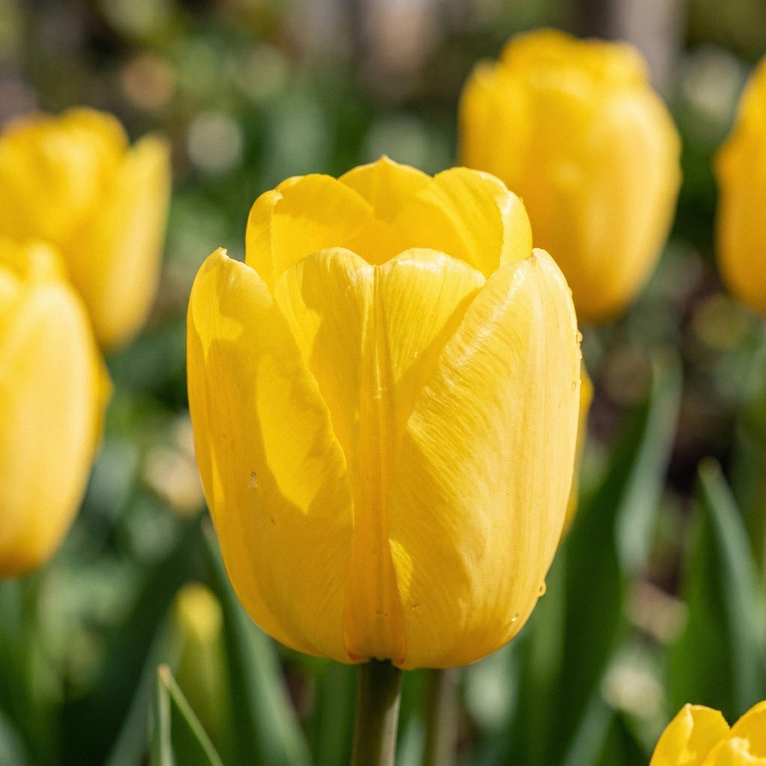Tulpe 'Novi Sun'
