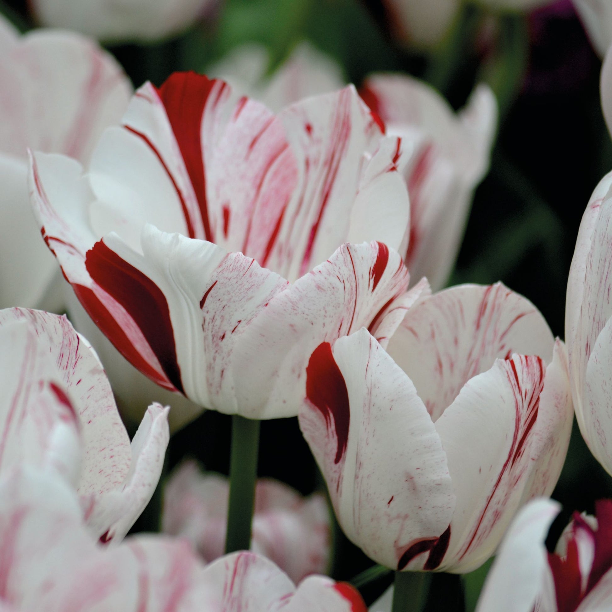 Tulpe 'One Direction'