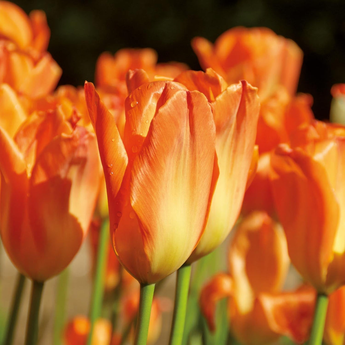 Tulpe 'Orange Emperor'