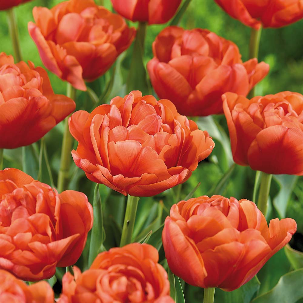 Tulpe 'Orange Flavor'