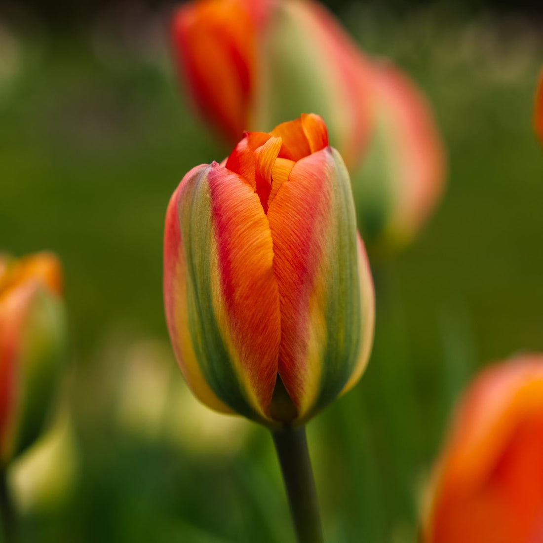 Tulpe 'Orange Marmelade'