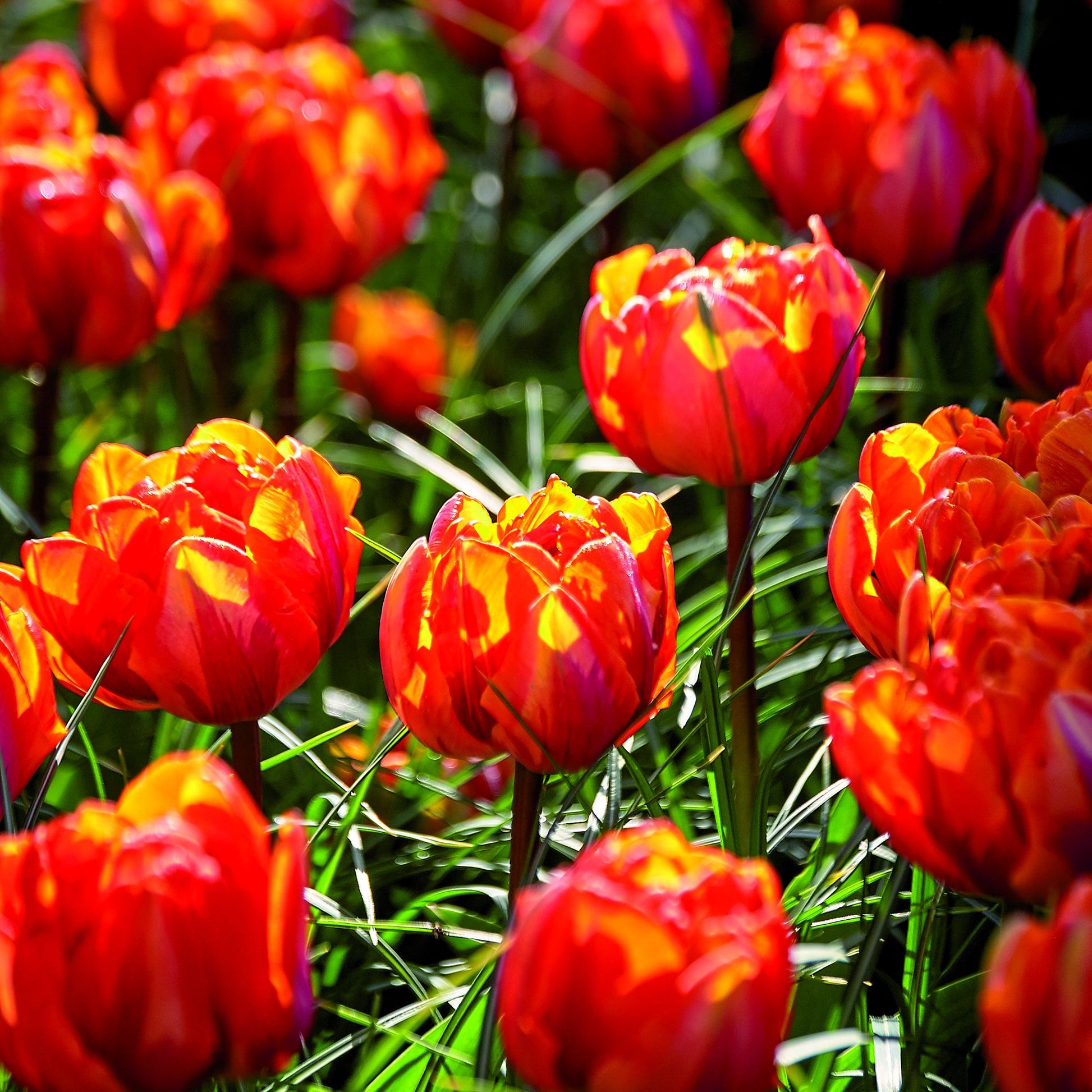 Tulpe 'Orange Princess'
