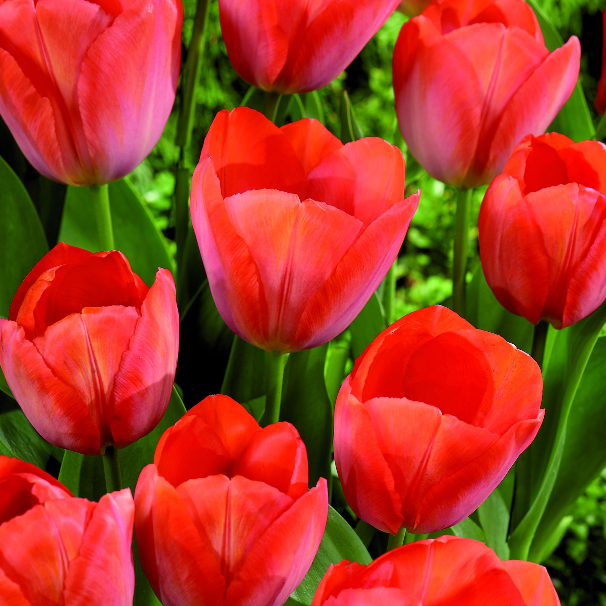 Tulpe 'Orange van Eijk'