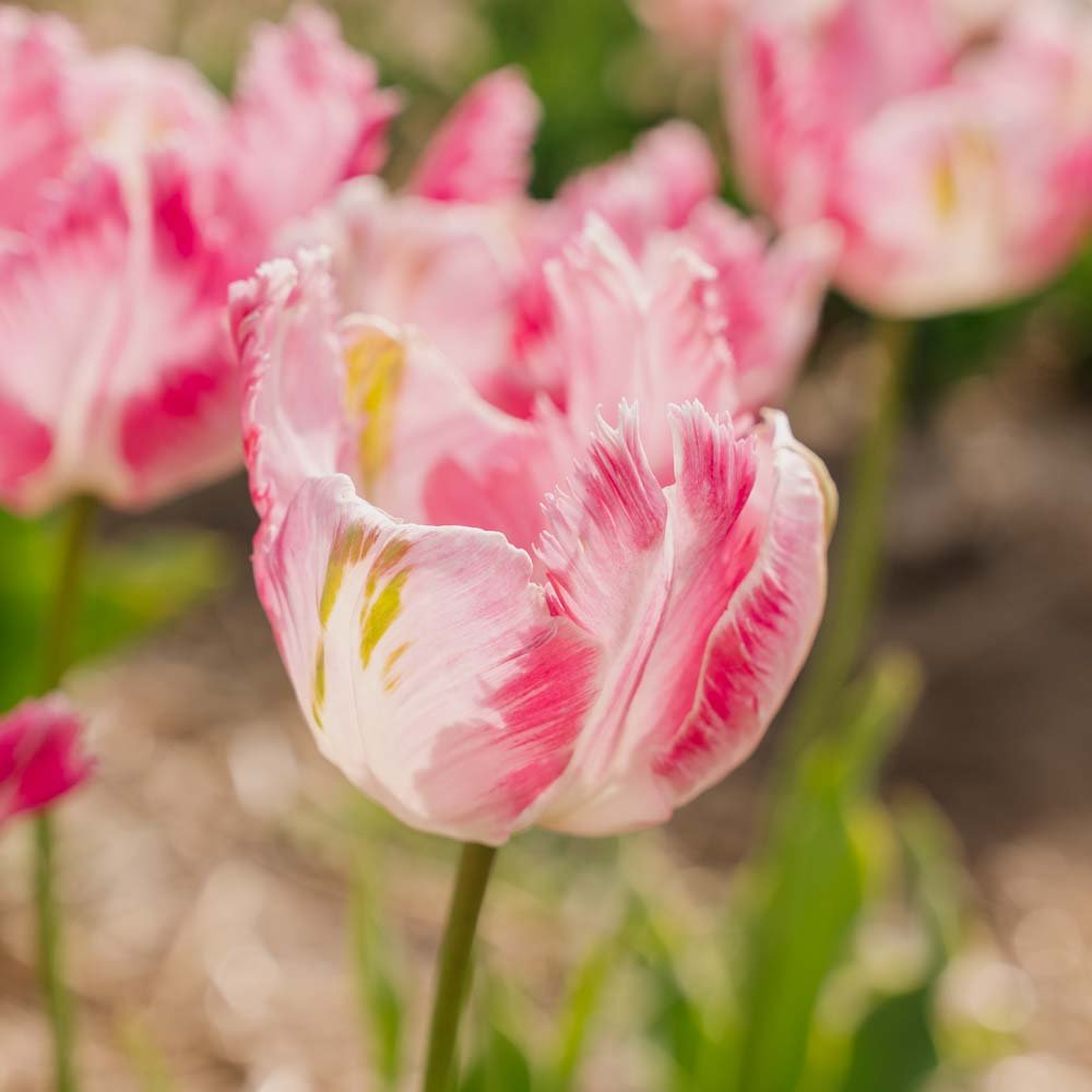 Tulpe 'Parrot Pink Vision'